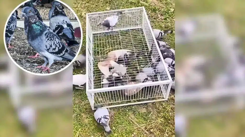 Diseñan una ingeniosa trampa para cazar palomas y otras aves