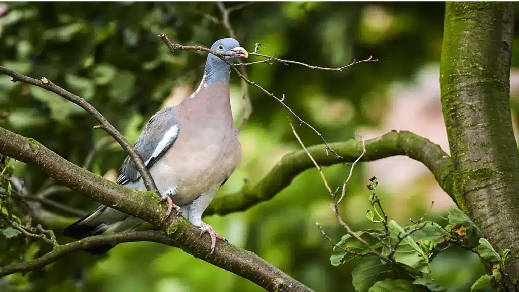 ¿Cuántos viajes a por ramas tiene que hacer una paloma para construir su nido?