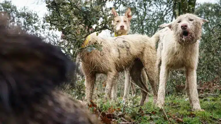 Tres perros de rehala frente a un jabalí.