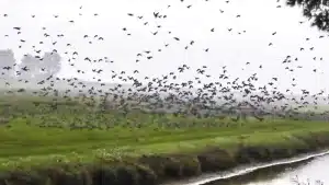 Un enorme bando de palomas torcaces echa a volar y parece que el suelo se levanta