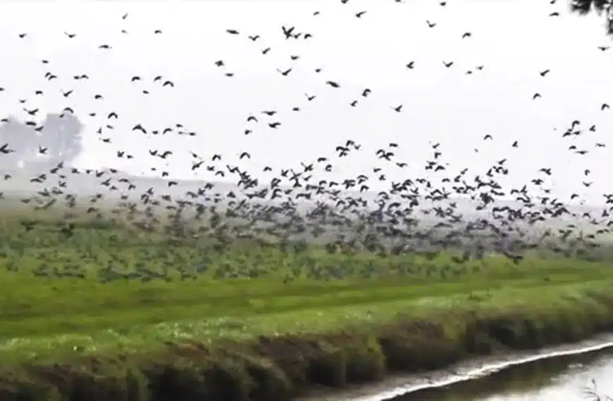 Un enorme bando de palomas torcaces echa a volar y parece que el suelo se levanta