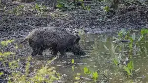 Esperas de jabalí en agosto: Consejos para aguardarlos en bañas