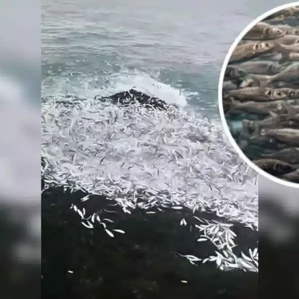 Un pescador graba un banco de miles de peces frente a su caña