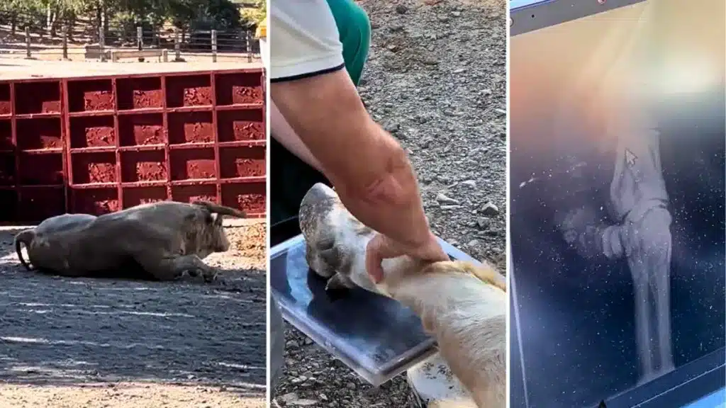 Así se hace una radiografía a un toro bravo de 500 kilos