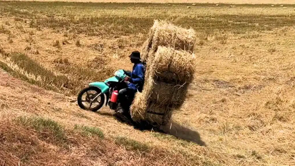 Un agricultor intenta acarrear 9 pacas de paja en su motocicleta