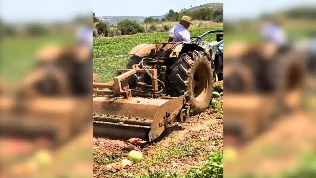 Un agricultor denuncia en un vídeo cómo trituran un campo de sandías