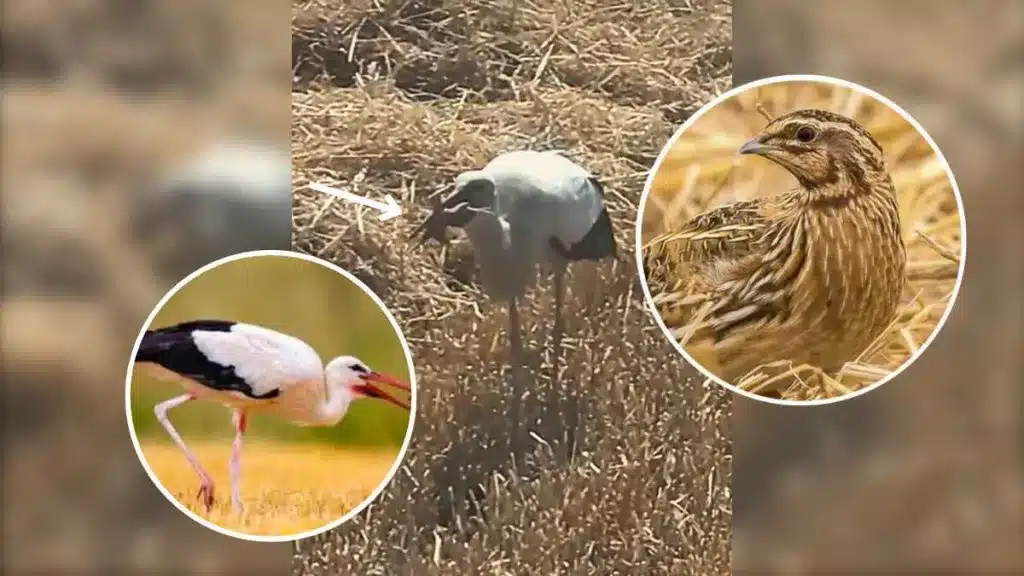 Un agricultor graba cómo una cigüeña caza a una codorniz y la engulle en segundos