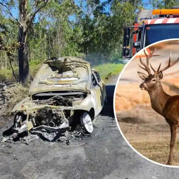 Un conductor choca contra un árbol y provoca un incendio tras esquivar un ciervo en La Coruña