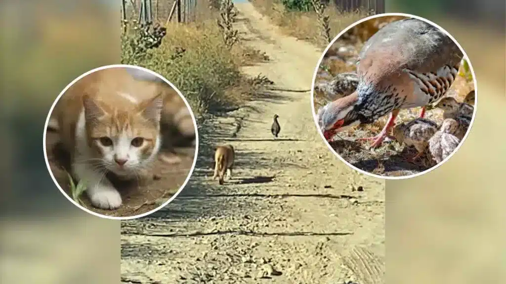 Un gato asilvestrado acecha a una perdiz y sus pollitos ante la mirada impotente de un guarda de caza: la ley animalista prohíbe su control