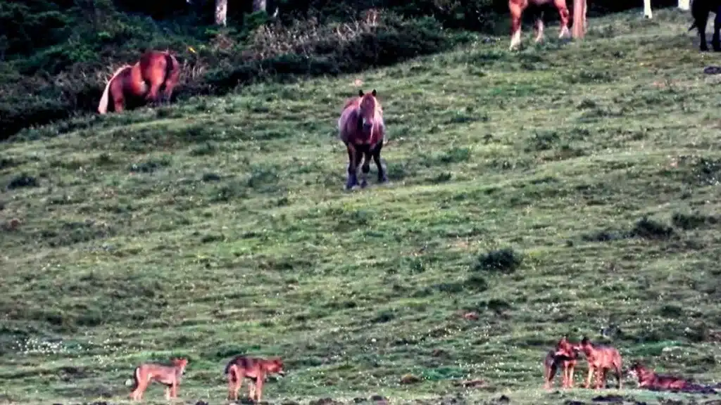 Graban una manada de cinco lobos ibéricos junto a varios caballos en alerta