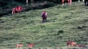 Graban una manada de cinco lobos ibéricos junto a varios caballos en alerta