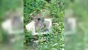 Un ganadero llega a su finca y se encuentra un jabalí dentro de una bañera