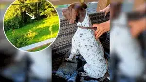 Un corzo se cuela en el jardín de una cazadora y su perro no puede contener los nervios