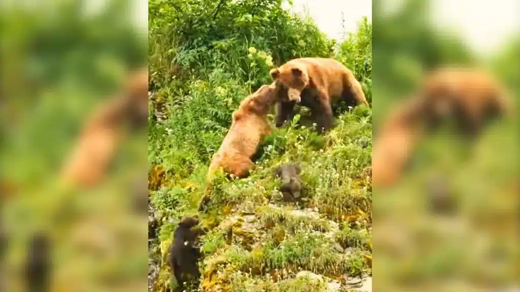 Una osa demuestra frente a un oso que quiere matar a sus crías por qué una madre es capaz de cualquier cosa