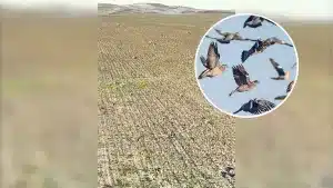 Un dron se mete en mitad de un bando de palomas torcaces y graba estas increíbles imágenes