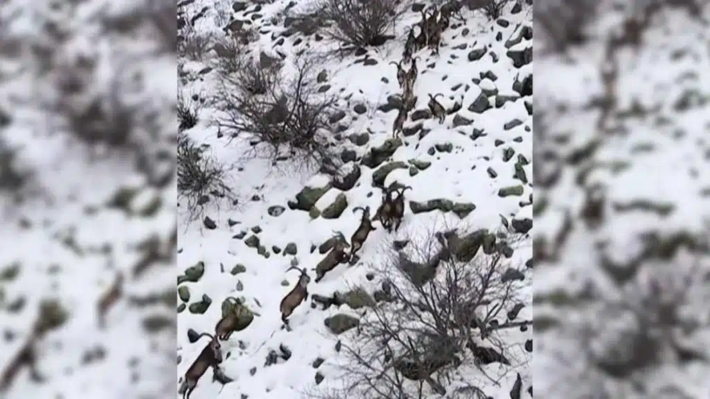 Un dron descubre una interminable pelota de machos monteses