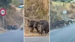 Un cazador graba una piara de 15 jabalíes a punto de provocar un accidente en una carretera de Badajoz