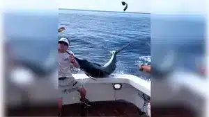 Un marlín salta al interior de un barco y hiere a este pescador