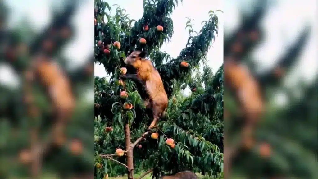Un jabalí trepa a un árbol y come melocotones: el vídeo creado con inteligencia artificial que muchos se han tragado