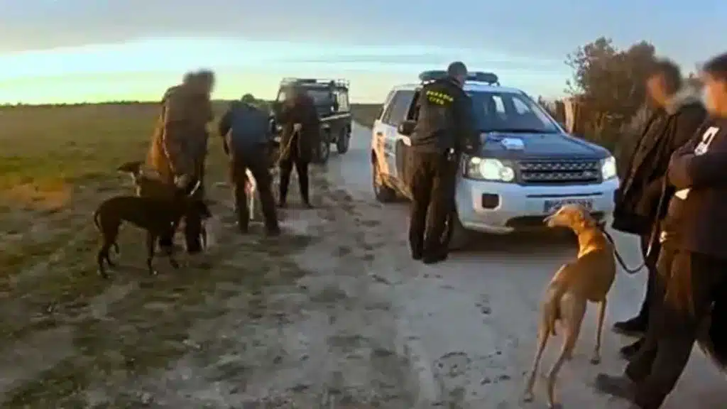 Agentes del Seprona pillan in fraganti a un grupo de furtivos de liebres con galgos: «Vaya encerrona nos habéis hecho»
