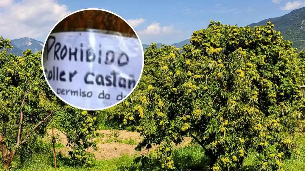 El contundente cartel de una mujer de campo a quienes pasan por su finca y cogen castañas sin permiso