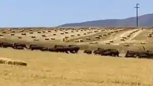 Graban un ejército de 40 jabalíes cruzando un rastrojo a toda carrera