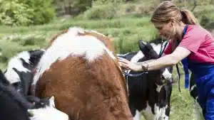 España advierte de la posible llegada de una nueva enfermedad desde el norte de África que afecta a las vacas