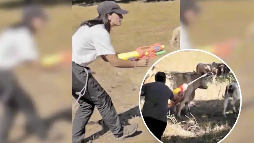 Dos ganaderos corren detrás de sus vacas disparándoles con pistolas de agua para protegerlas