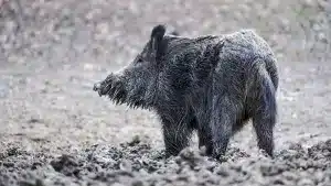 ¿Por qué se revuelcan en el barro los jabalíes?