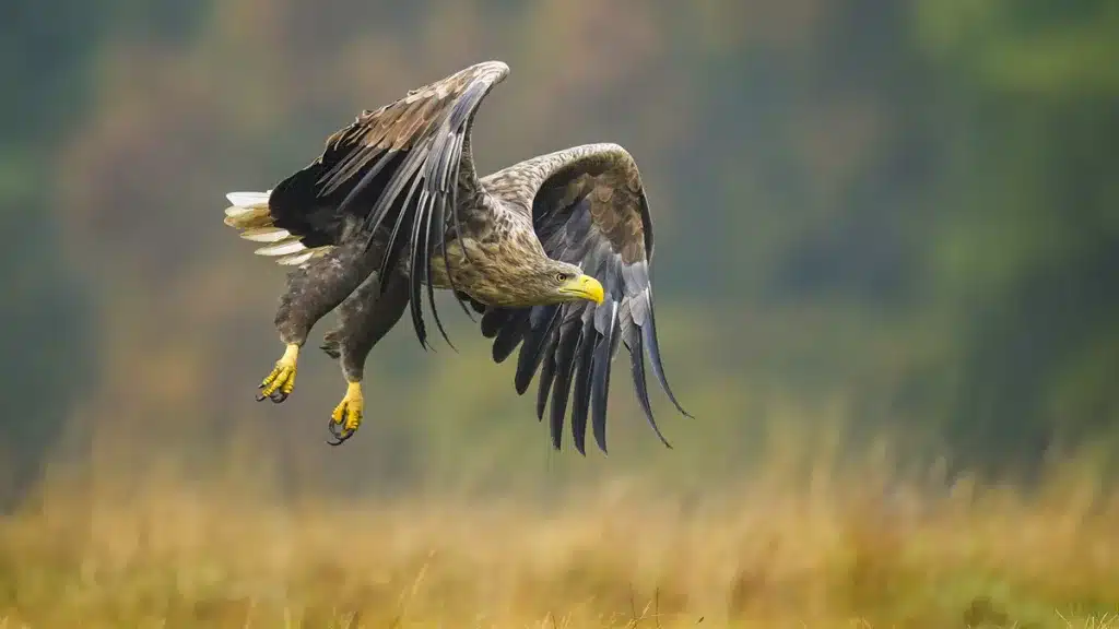 Ecologistas se quejan de los ejemplares del águila superdepredadora que el MITECO soltó en Asturias y piden atraparlos