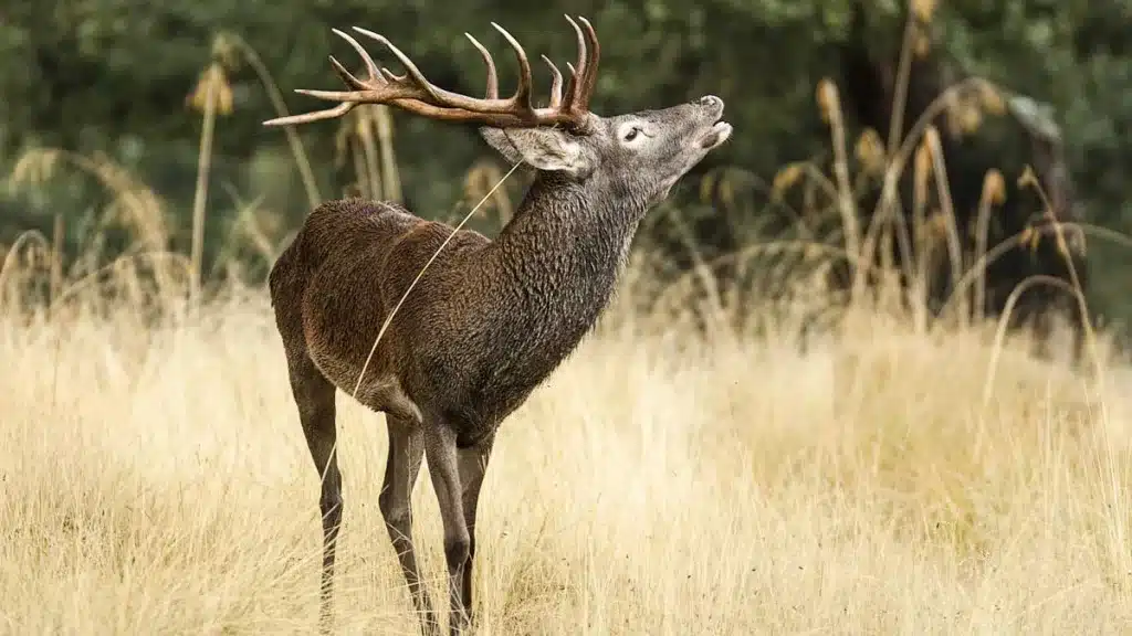 Sale a la venta una envidiable finca de caza en Ciudad Real con ciervo, muflón, corzo, jabalí y caza menor