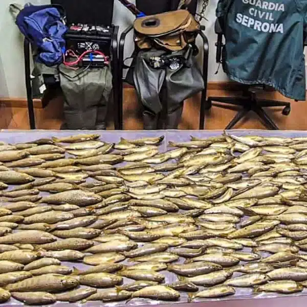 Pillan a dos furtivos en Galicia con 228 truchas capturadas mediante ‘pesca eléctrica’
