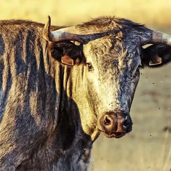 Fallece la ganadera embestida por una vaca el pasado mes de junio en Salamanca