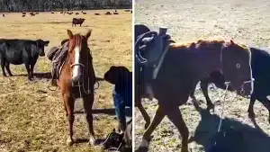 La instintiva reacción de un caballo al ver que una vaca recién parida va a atacar a su dueño