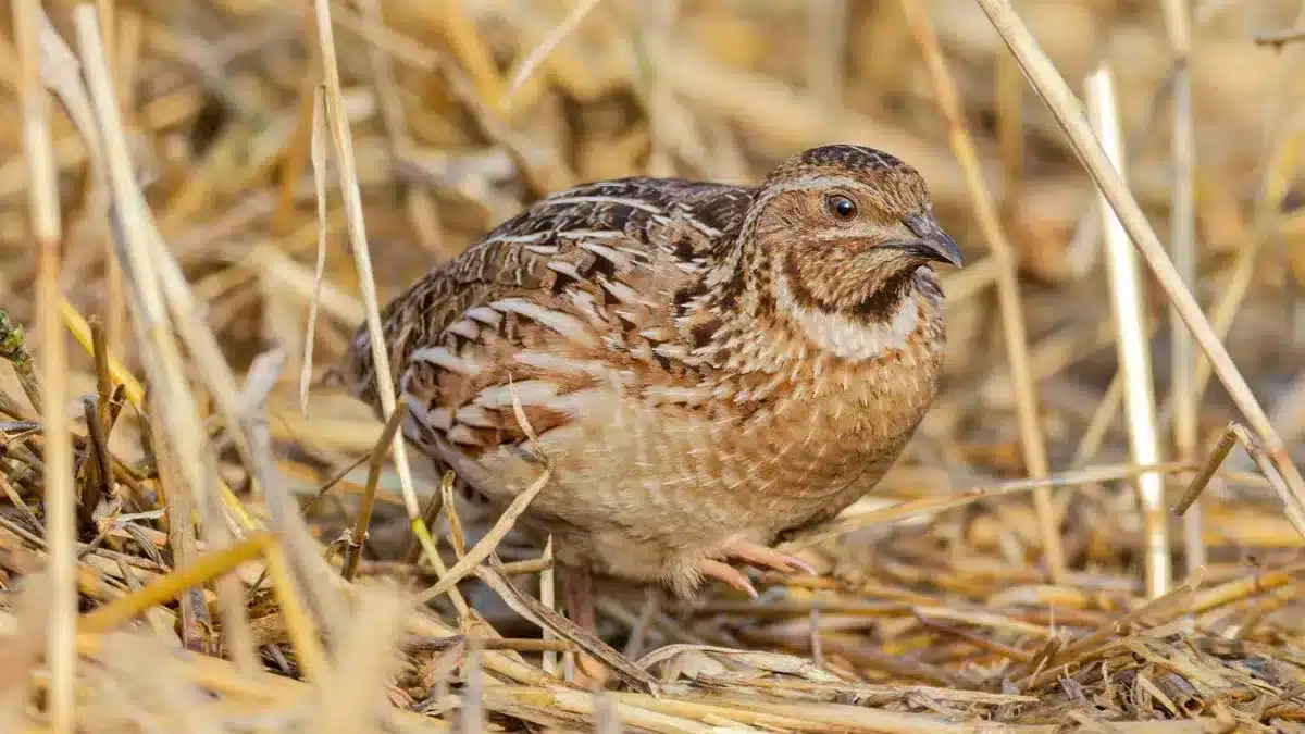 La media veda arranca este jueves con optimismo sobre la codorniz en ...