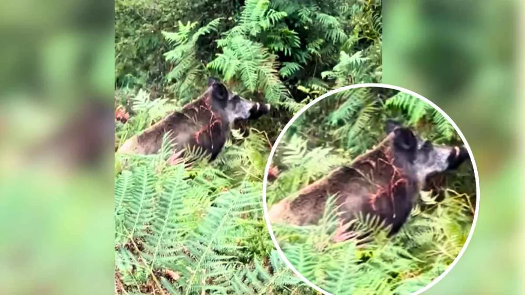 Un cazador se topa con un jabalí con unos colmillos tan grandes que se niega a soltar los perros