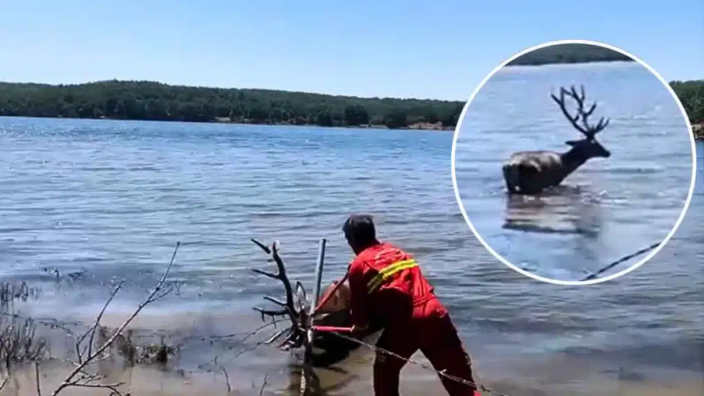 Un bombero forestal rescata a un gran ciervo que estaba atrapado y con el agua al cuello