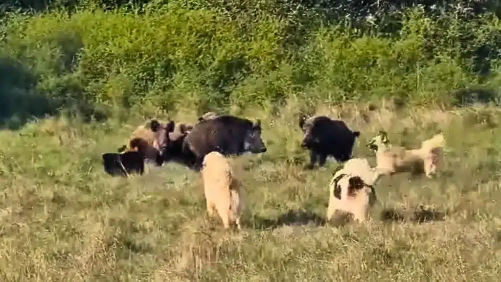 Un ejército de jabalíes se enfrenta a un grupo de perros protectores del ganado