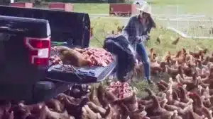 El vídeo gracias al cual miles de personas han descubierto que las gallinas comen carne