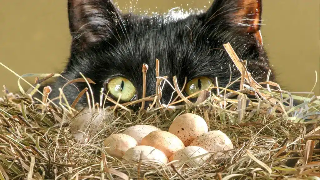 Un gato acecha un nido en el camo.