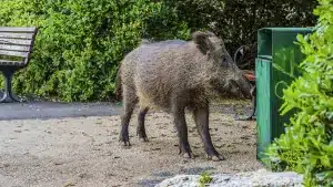 Un pueblo de Málaga ofrece 150.000 euros por capturar los jabalíes y cerdos vietnamitas que lo invaden