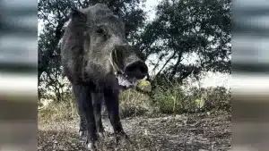 Graban a solo unos metros un jabalí con unos colmillos que quitan el hipo