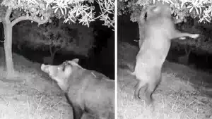 Así se las ingenia este enorme jabalí para comer los frutos de los árboles más altos