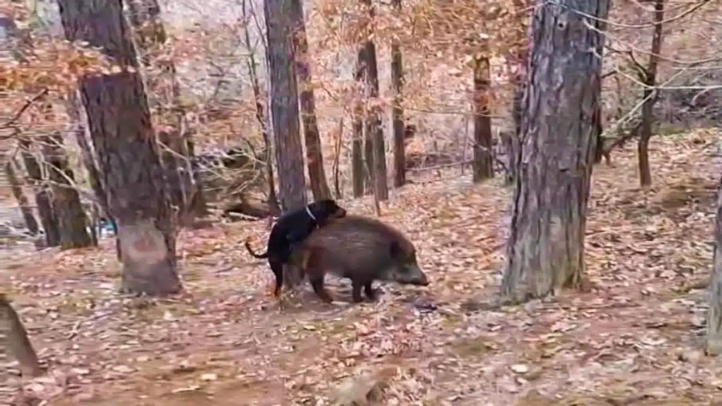 El perro montando el jabalí