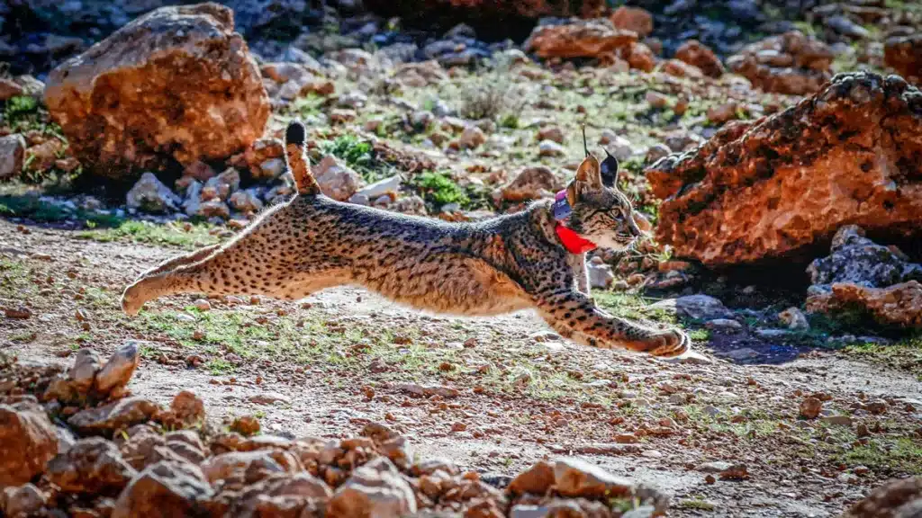 Un lince ibérico recén liberado.