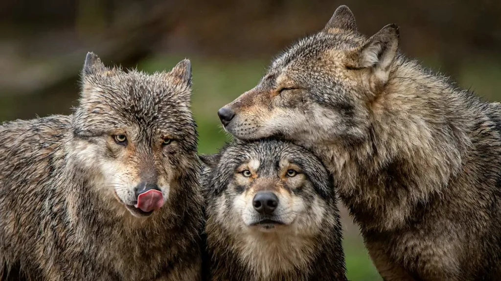 Manada de lobos grises europeos.