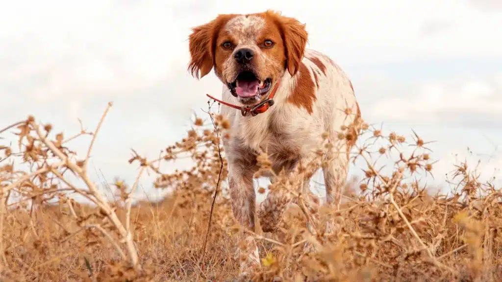 Perro en media veda.