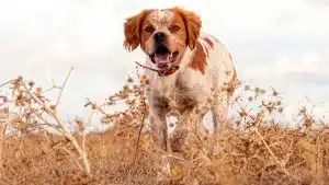 Perro en media veda.