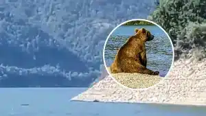 Un oso pardo agobiado por el calor se da un baño en un pantano de León frente a los niños de un campamento