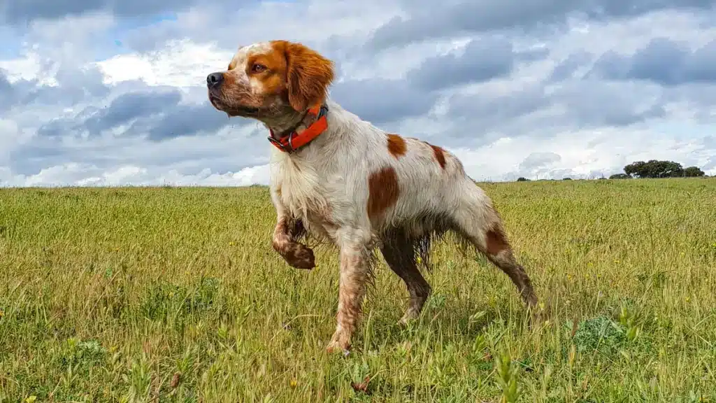 Perro de caza.